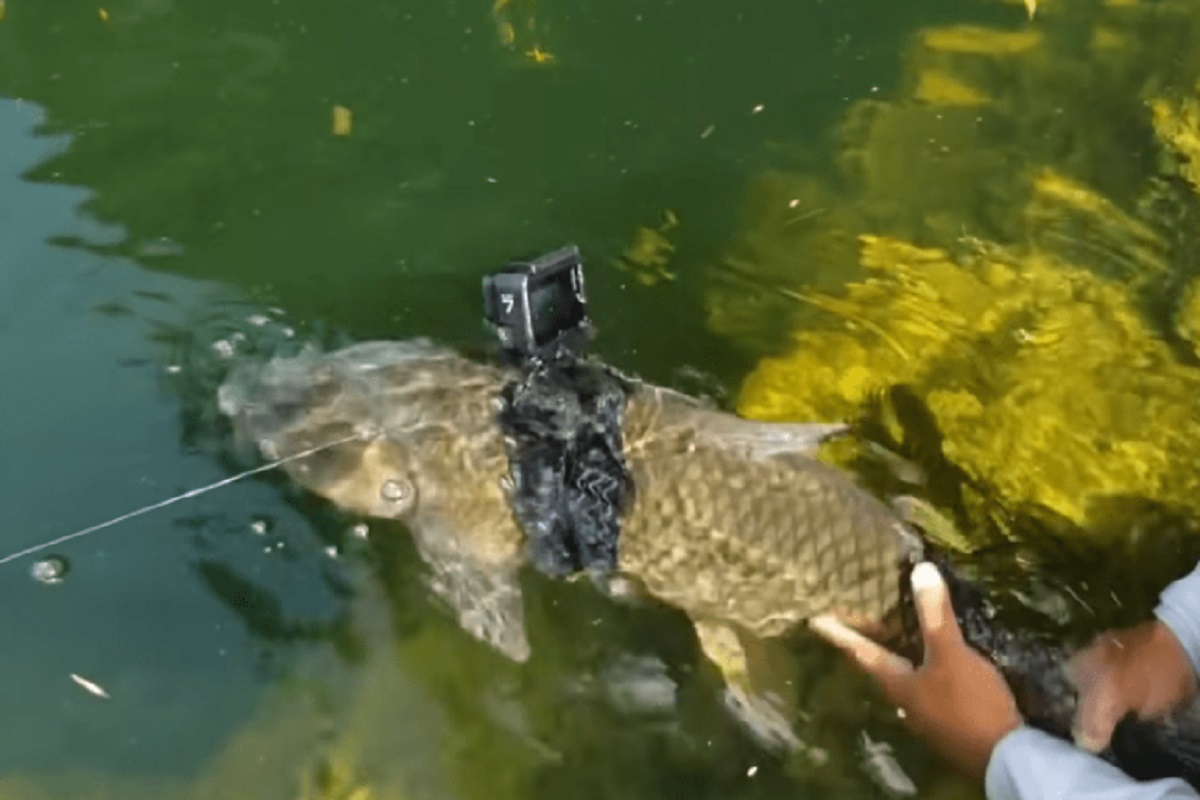 GoPro Gone Fishing: Unconventional Use of Technology in Outdoor Adventures