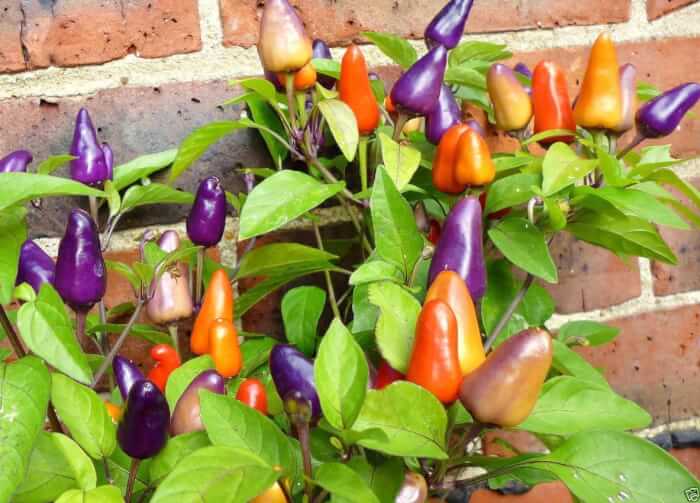 Ornamental Peppers
