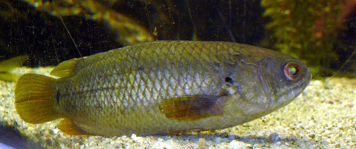Climbing Gourami