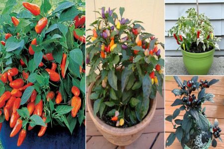 Ornamental Peppers