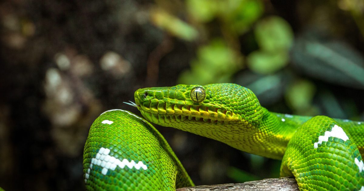 The Emerald Tree Boa: A Fascinating Rainforest Snake