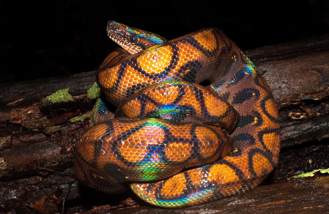 Brazilian Rainbow Boa