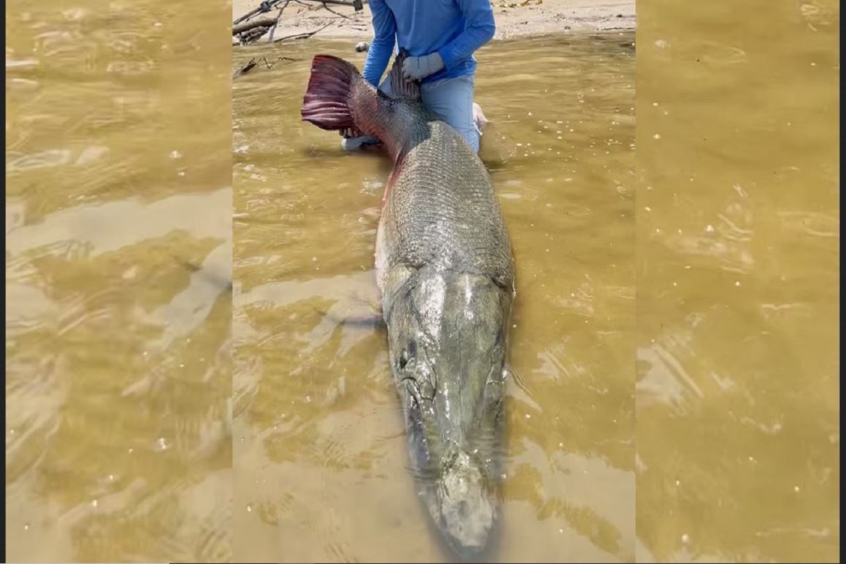 Art Weston: The Man Behind the 283-Pound Alligator Gar Record