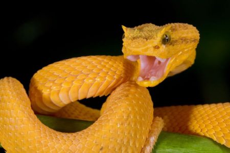 Eyelash Viper