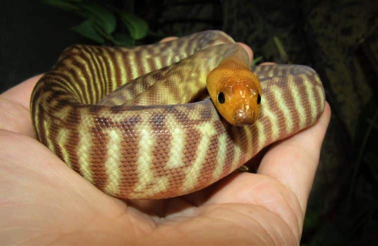 Woma Python