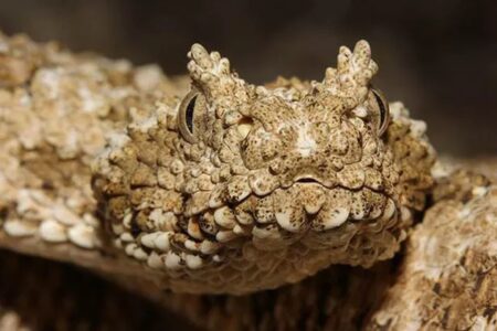 spider-tailed viper