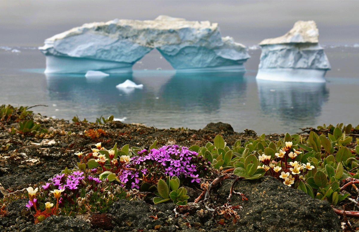 Climate Change Impact: Surprising Growth of Plants in Antarctica