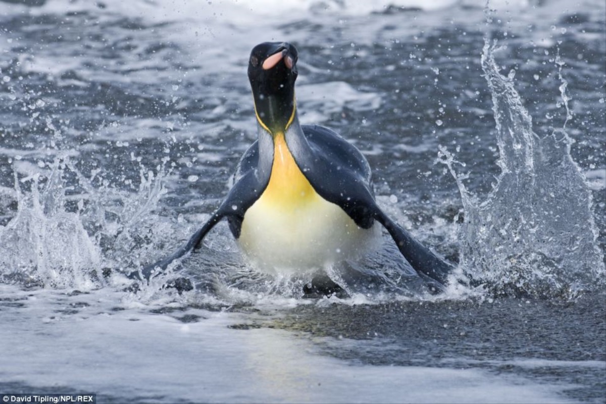 5 Astonishing Animal Characteristics That Will Leave You Amazed”
