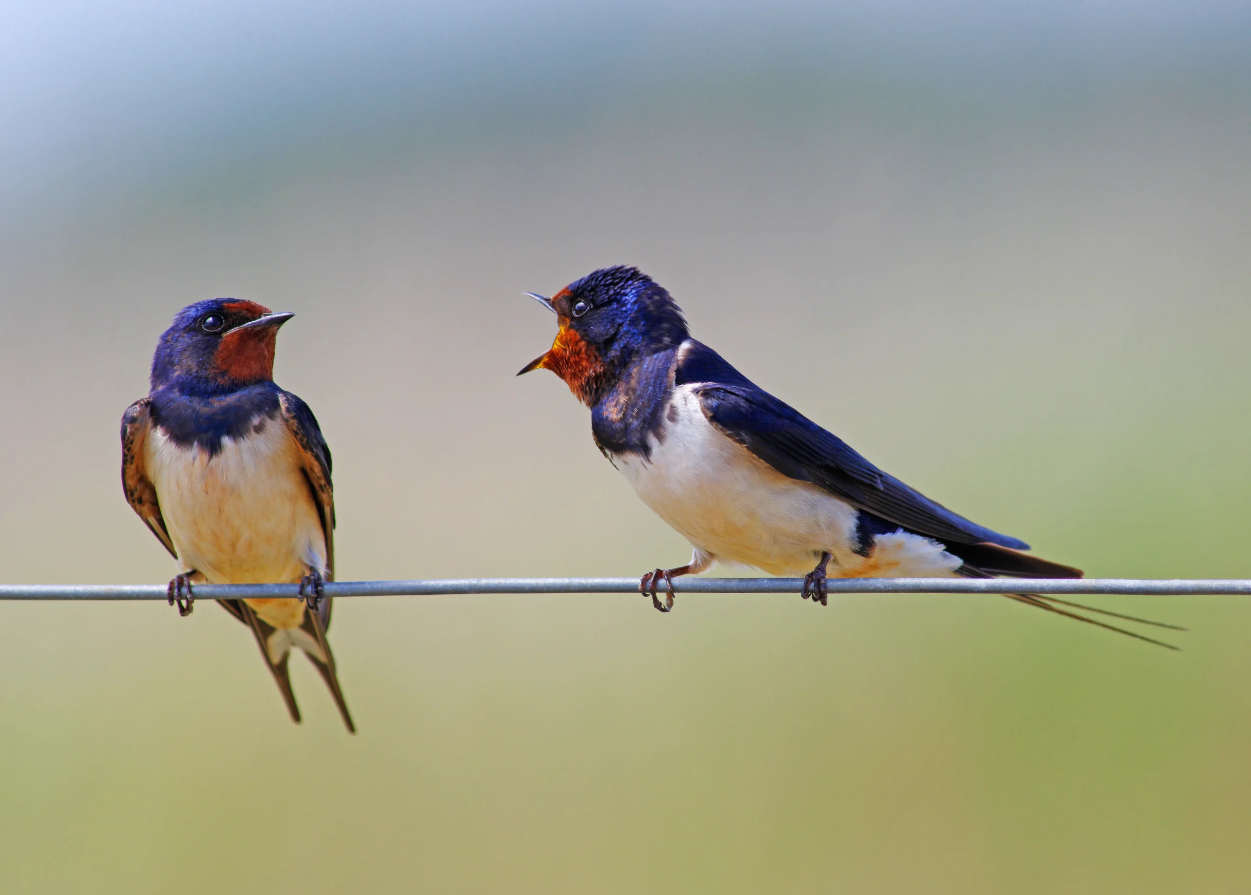 The Mysterious Ababil Birds: A Tale of Migration and Sacred Beliefs