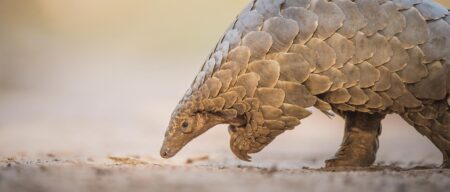 pangolin