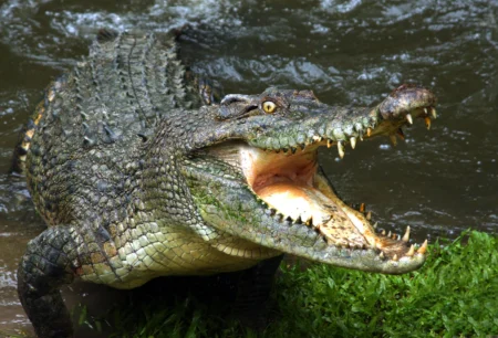 crocodiles