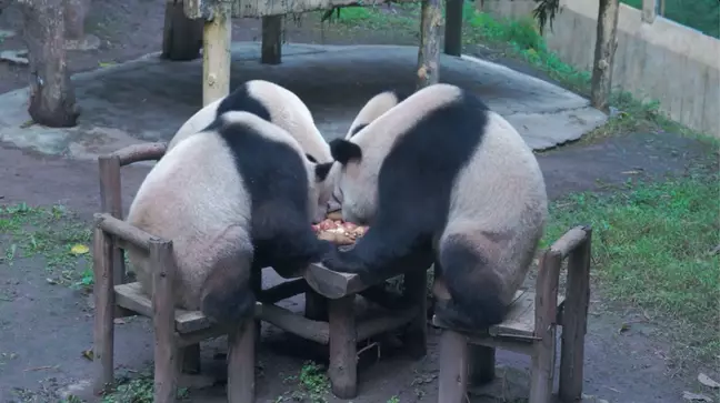 Pandas