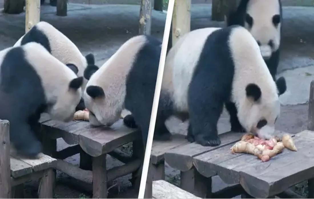 Funny Video Sparks Debate: Are Pandas Really Humans in Disguise?”