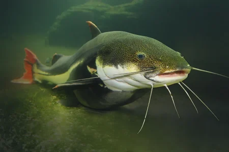 cartilaginous fish