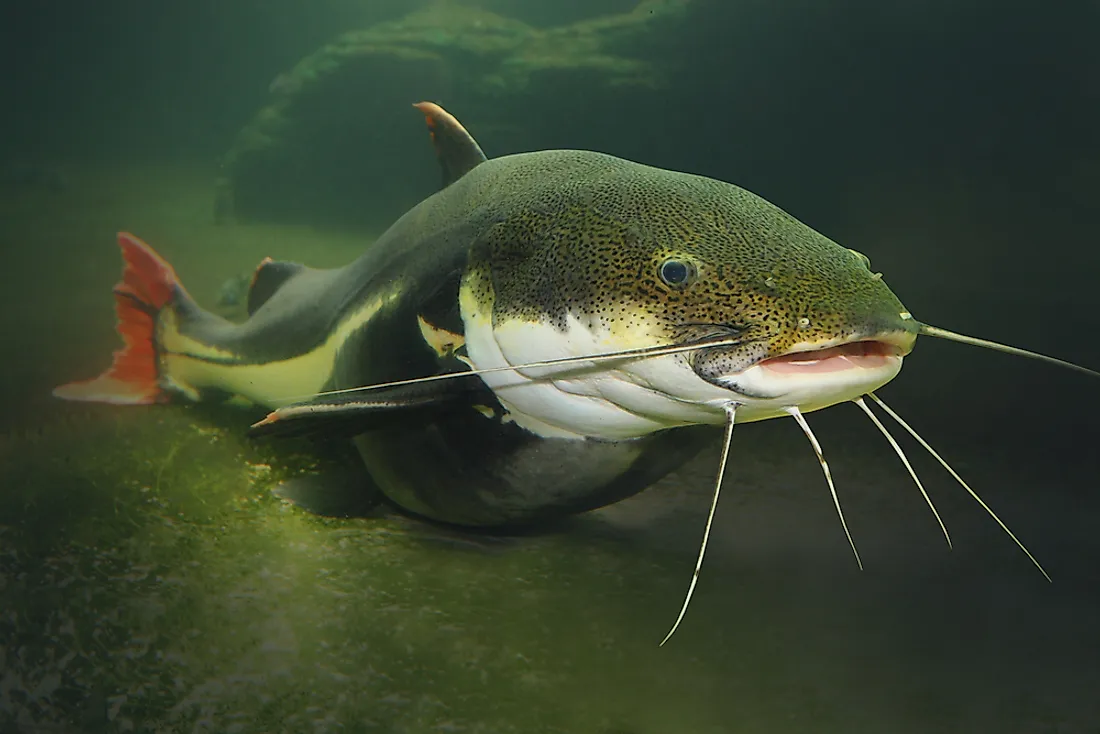Beyond Human Taste: Sharks and Rays Share Bitter Taste Receptors