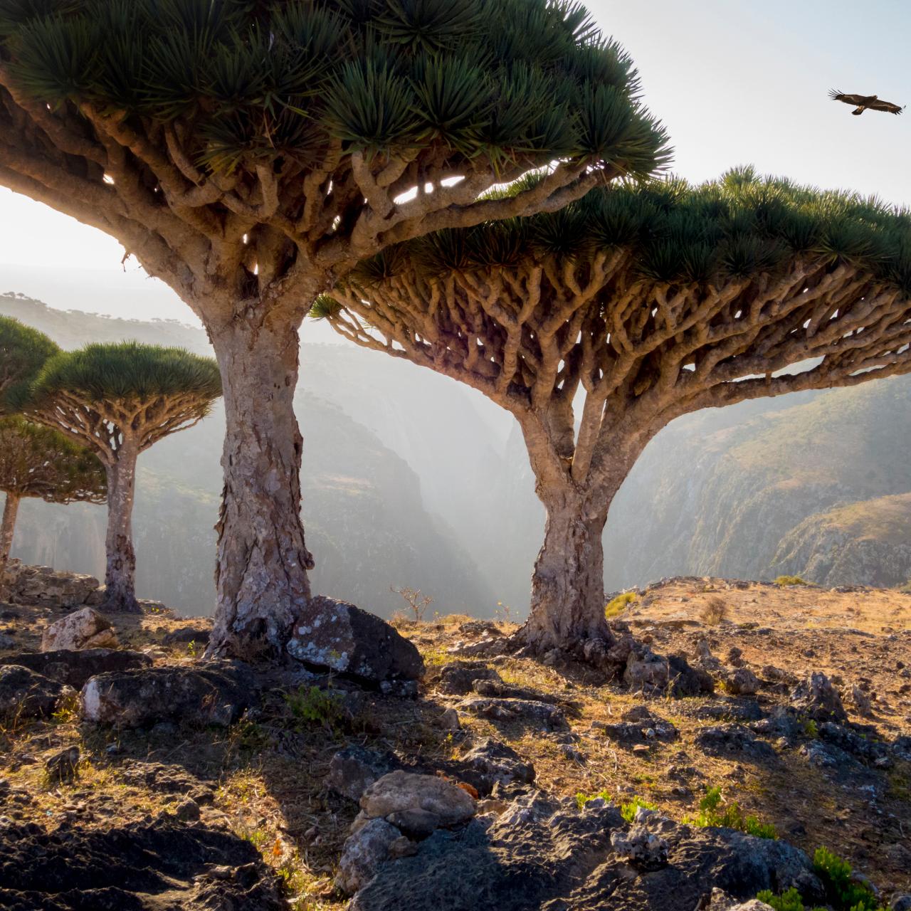 Socotra’s Ancient Beauty: A Haven for Rare Plants and Animals