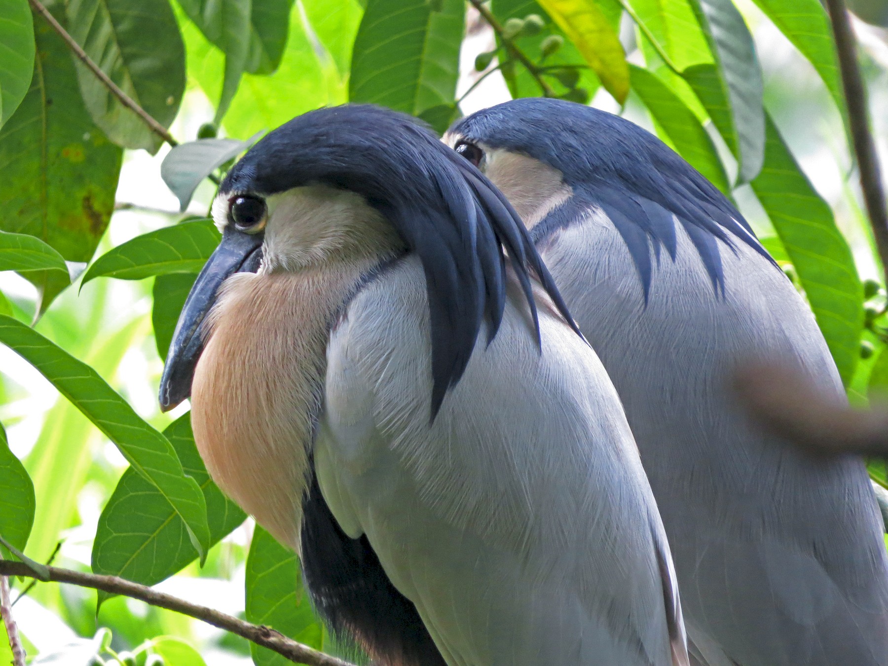 Distinctive Features and Behavior of the Boat-Billed Heron Bird