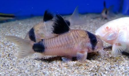 Panda Corydoras