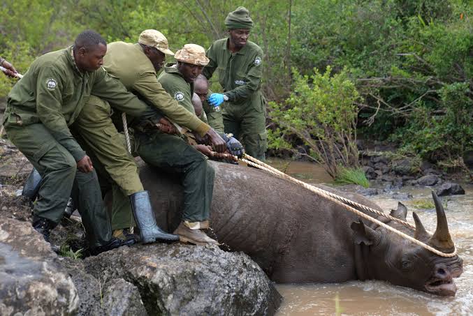 rhinos