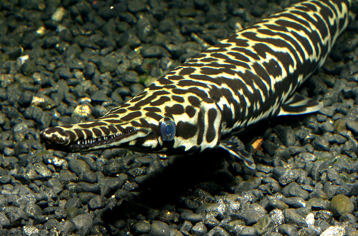 DNA Repair Titans: How Gars Maintain Evolutionary Stasis