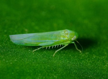 leafhopper