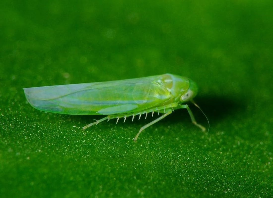 leafhopper