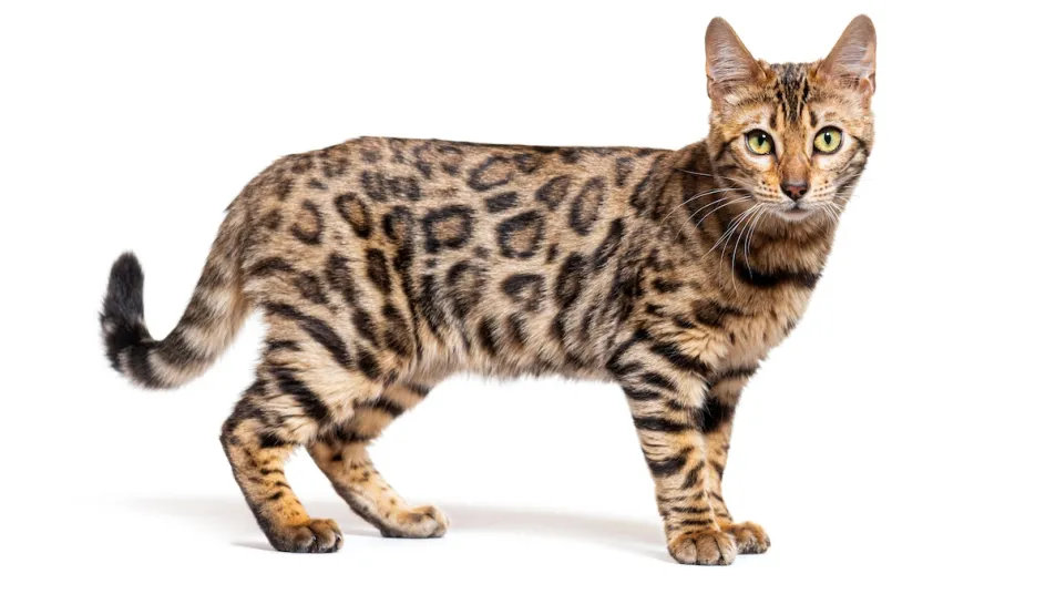 Bengal cats