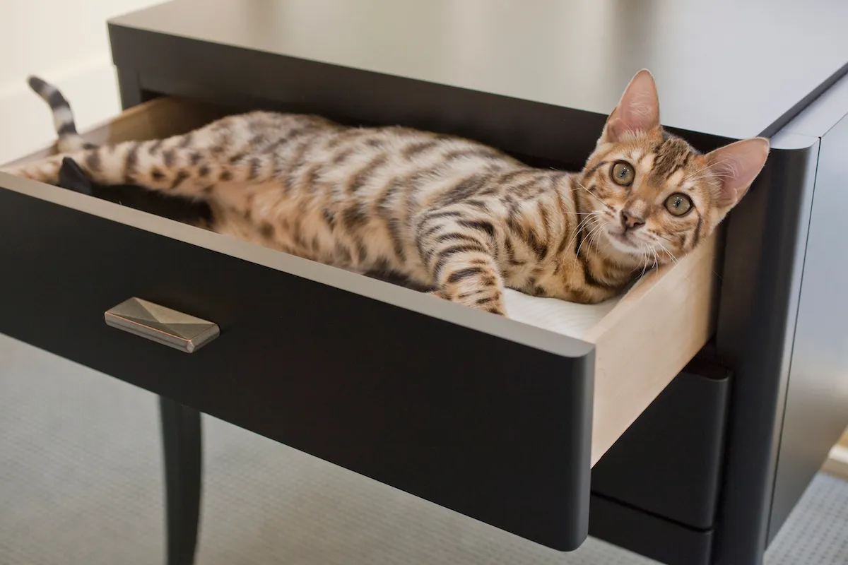 Bengal cats