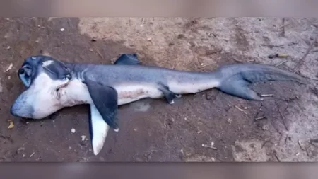 megamouth shark