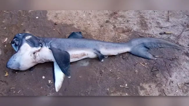 megamouth shark