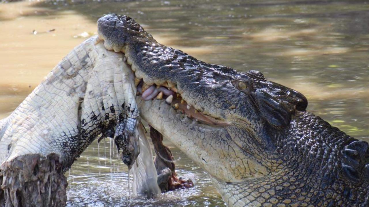 crocodile