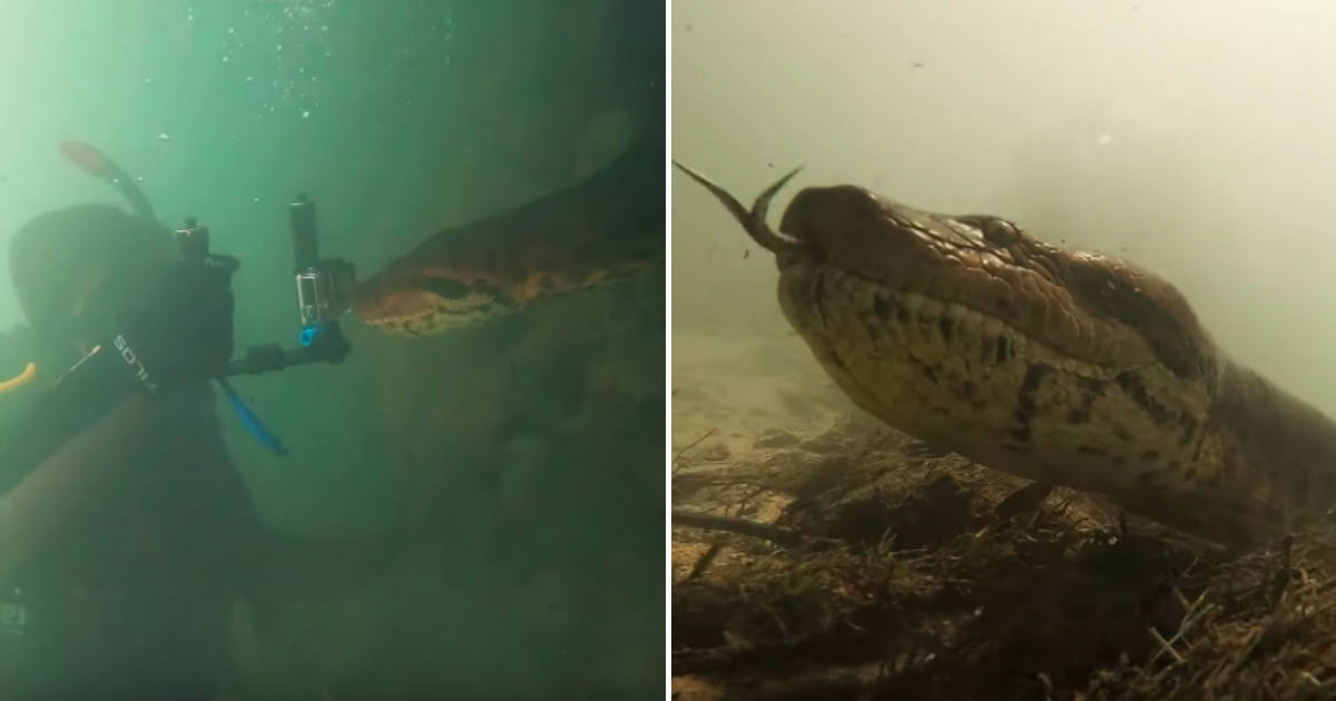 anaconda