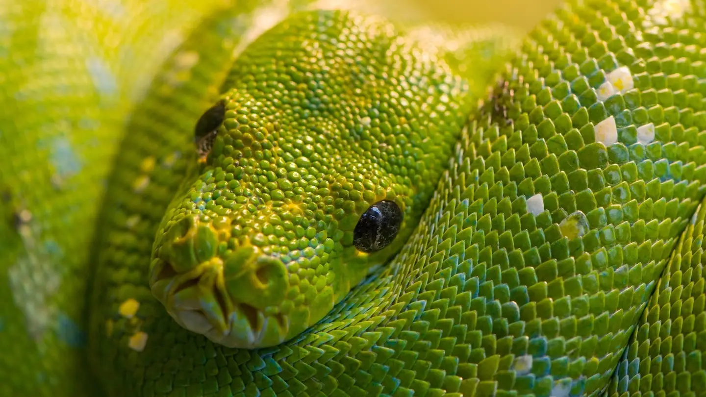 Snakes