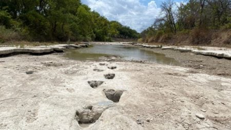 Dinosaur footprints