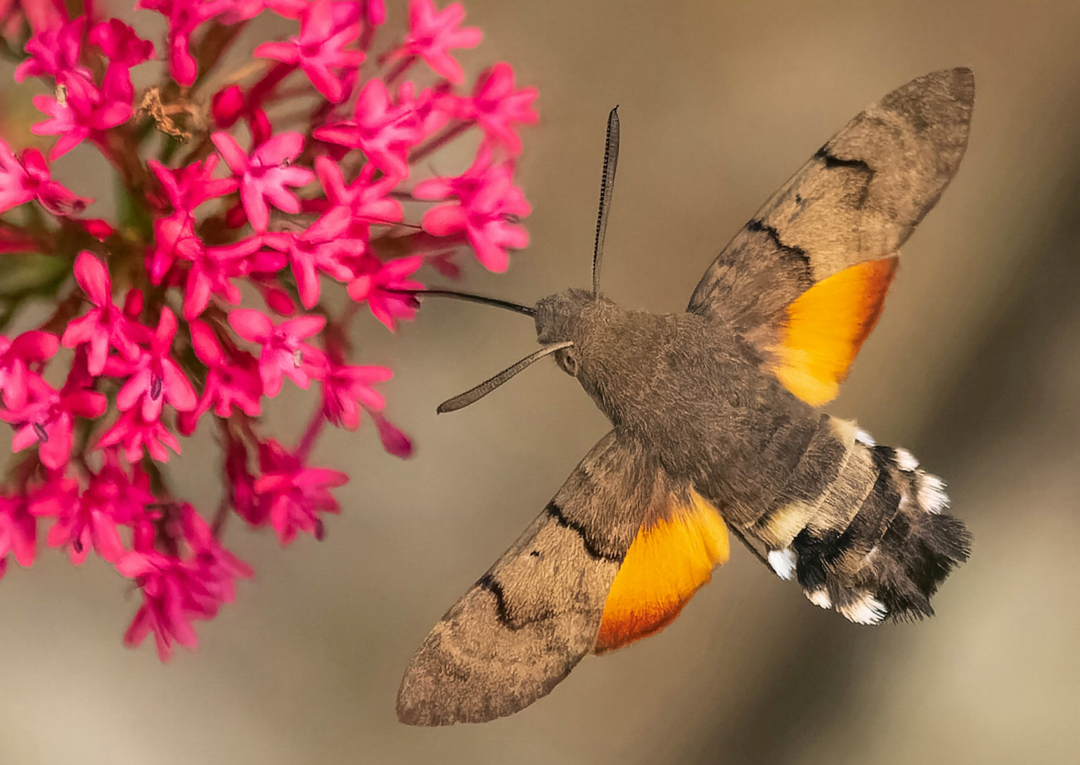 hummingbird hawk-moth
