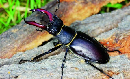 Stag beetle