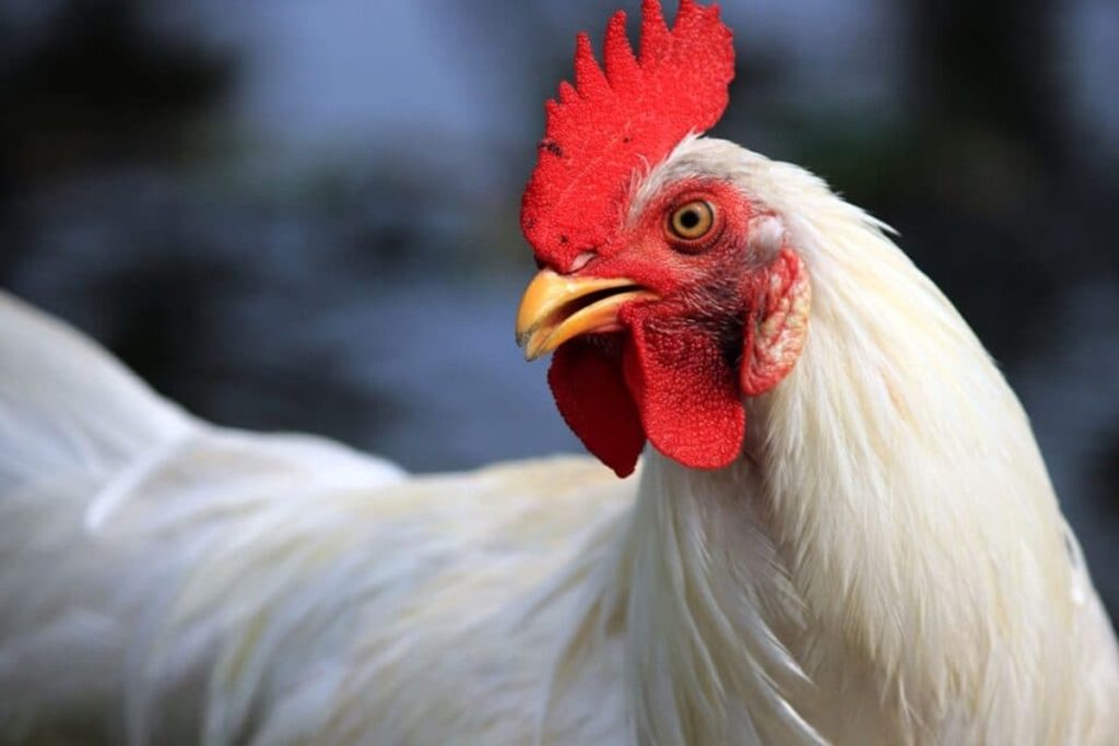 chickens