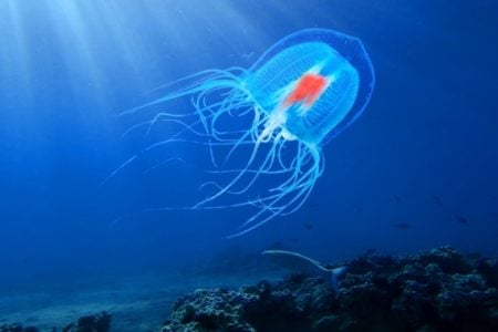 Immortal Jellyfish