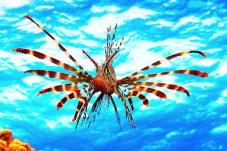 Invasive lionfish