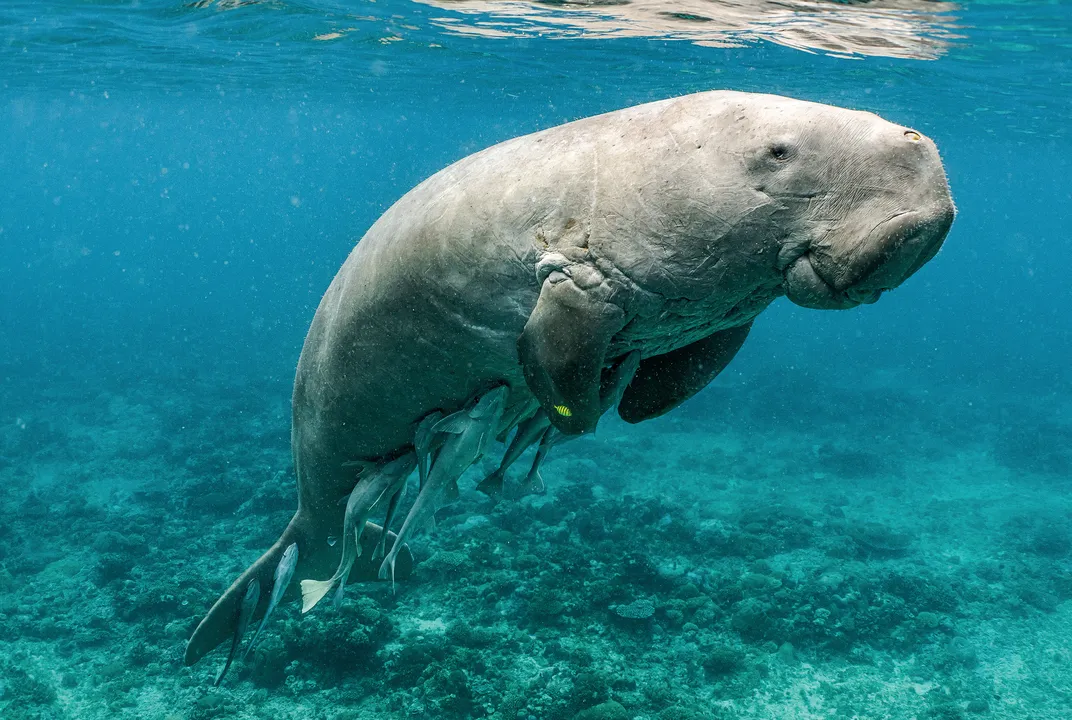 sea cow