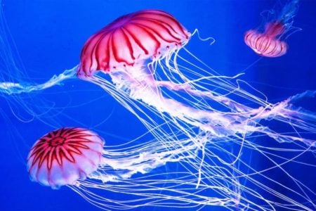 Jellyfish