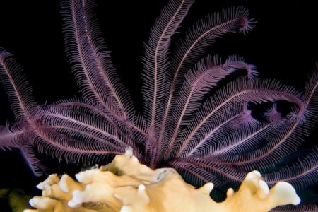 The Sea Lily