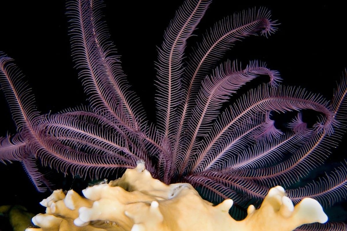 The Sea Lily