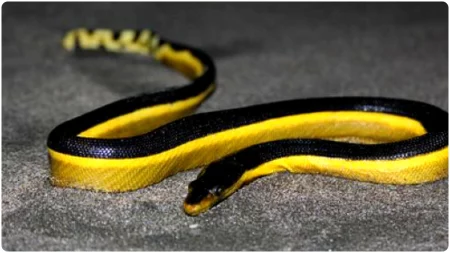 Bellied Sea Snake