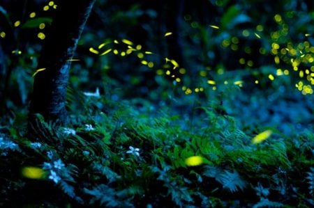 Fireflies