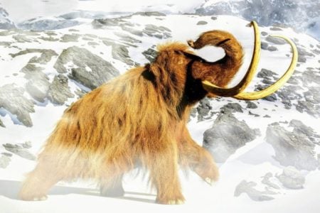 Woolly Mammoths