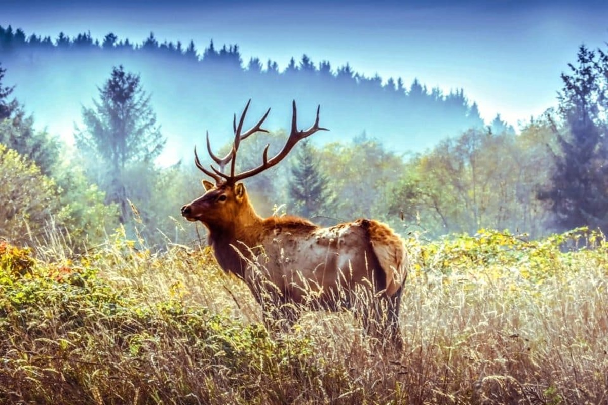 Wildlife 