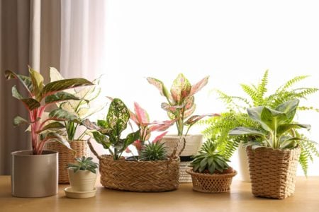 indoor plants