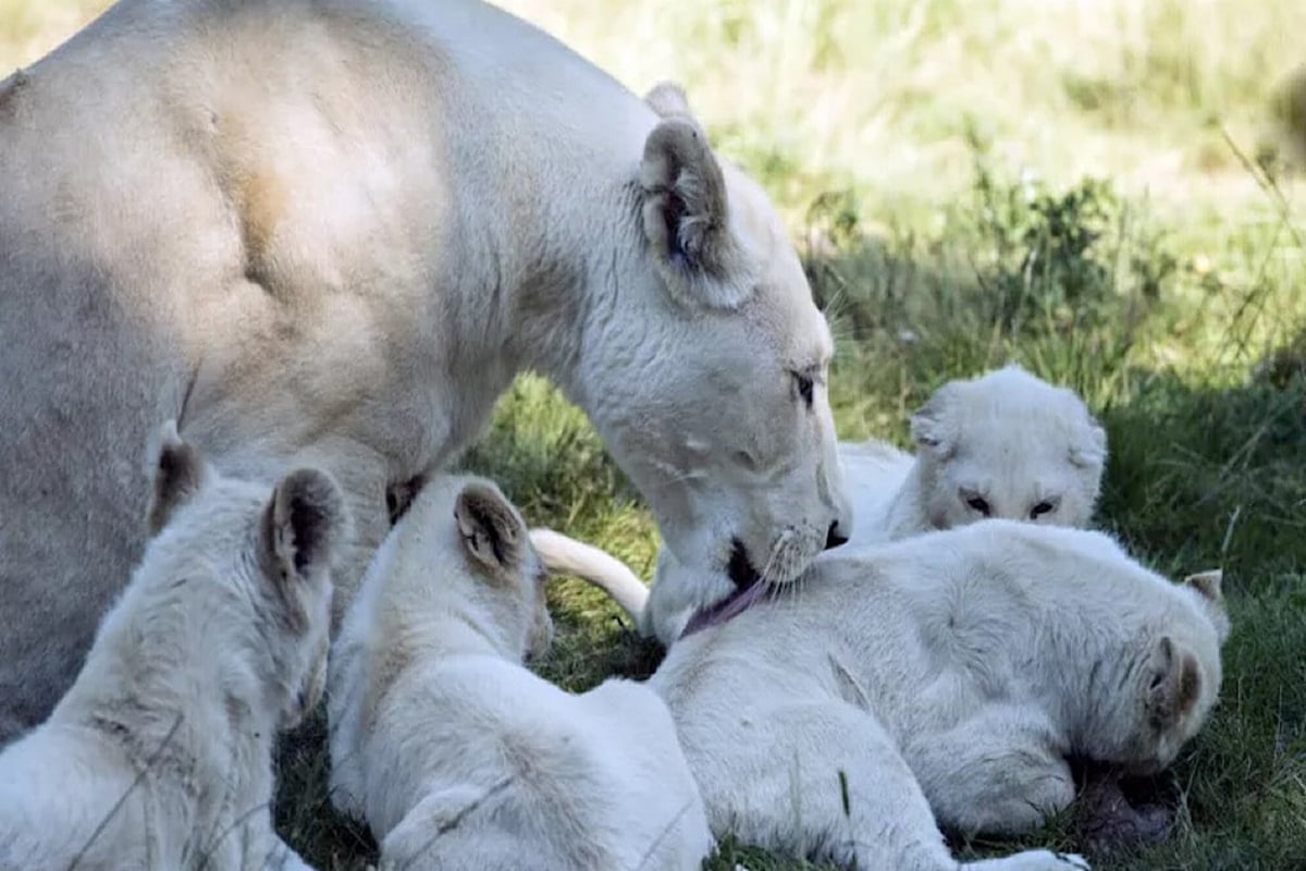 White Lions