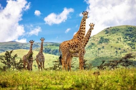 World Giraffe Day